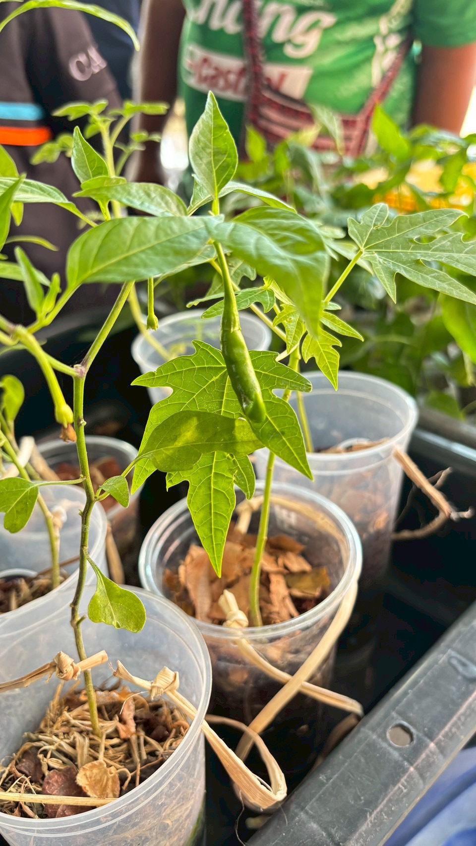 title - โครงการจังหวัดตราดรวมใจ บริการเคลื่อนที่ รับฟังทุกข์สุขประชาชน ร่วม กับหน่วยแพทย์เคลื่อนที่ พอ.สว. ประจำปีงบประมาณ พ.ศ. 2569